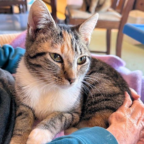 SISTER CHRISTINE - Torbie available for adoption