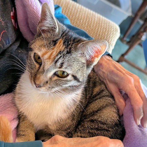 SISTER CHRISTINE - Torbie available for adoption