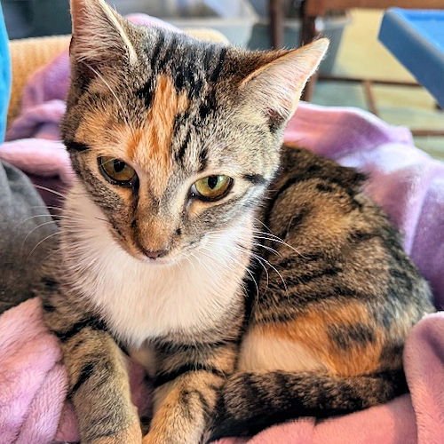 Sister Christine - Photo 4