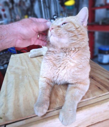 ROCKY - Tabby available for adoption