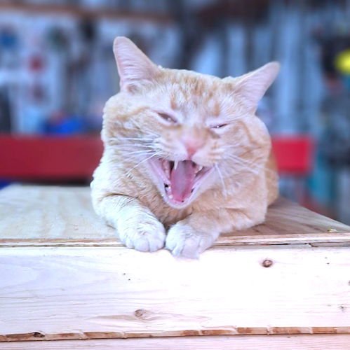 ROCKY - Tabby available for adoption