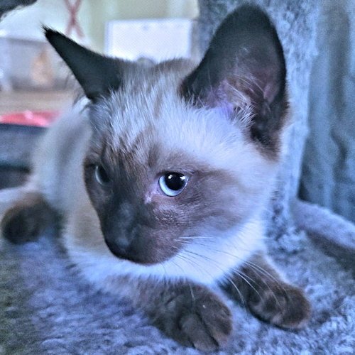 MOCHA