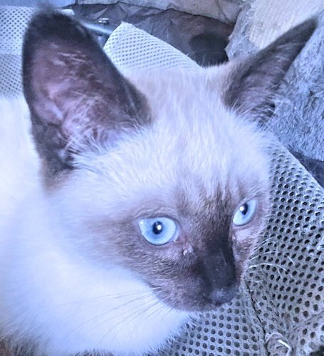 MOCHA - Siamese available for adoption