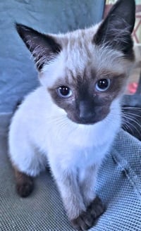 Mocha - Photo 3