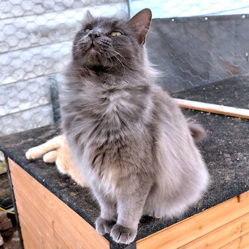 LUCCA - Domestic Medium Hair available for adoption