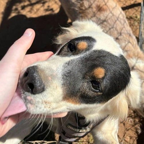 BAILEE - Spaniel available for adoption