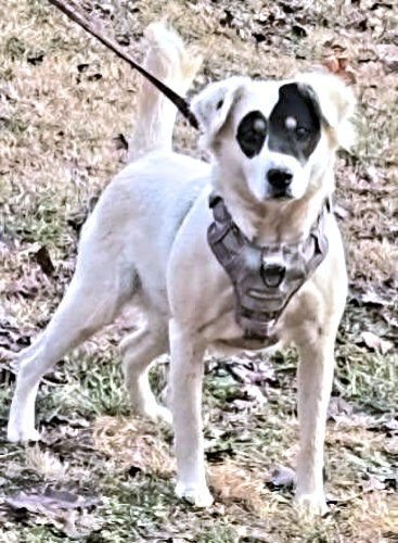 BAILEE - Spaniel available for adoption