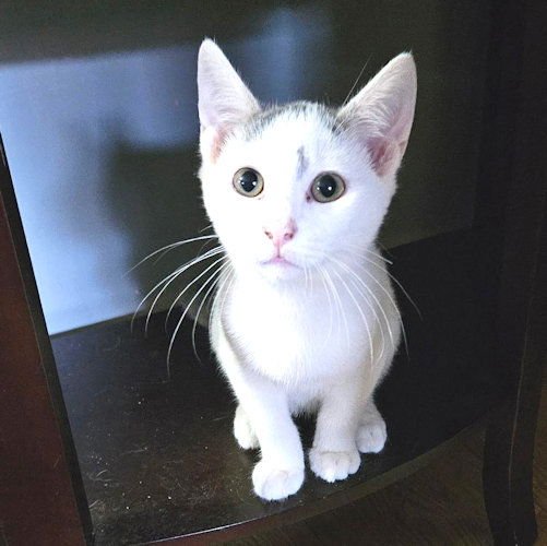 KAI - Tabby available for adoption