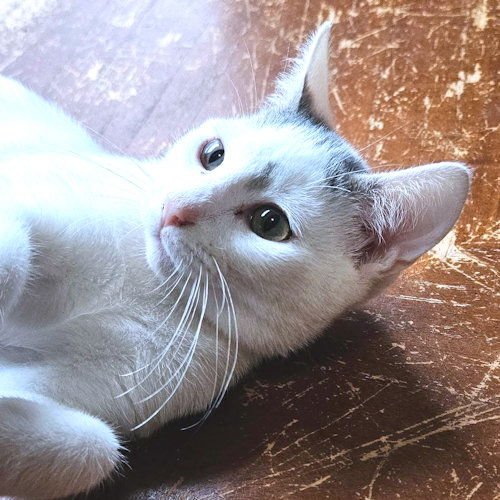 KAI - Tabby available for adoption