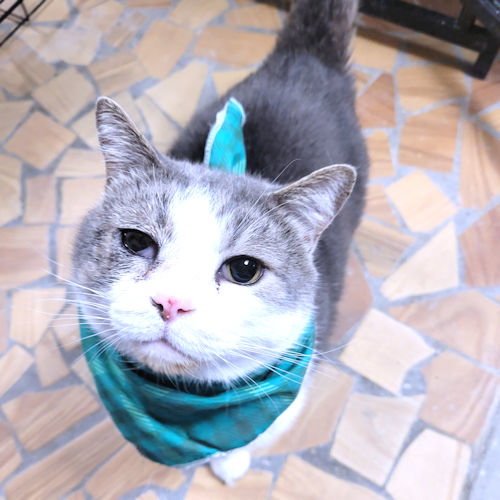 PHANTOM - Domestic Short Hair available for adoption