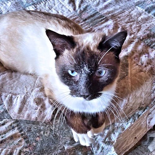 GARY - Siamese available for adoption