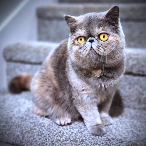 MOONPIE - Persian available for adoption