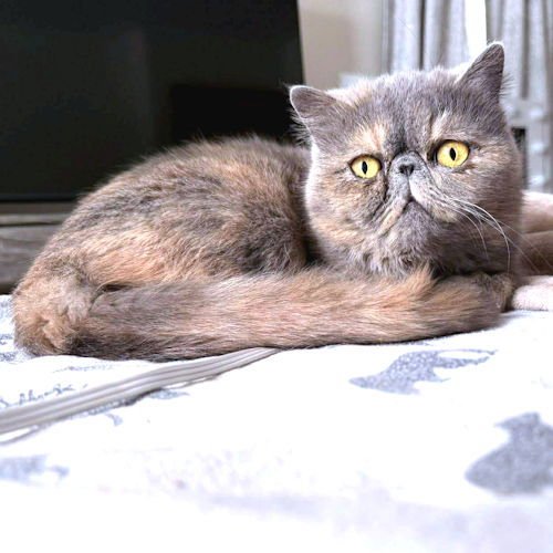 MOONPIE - Persian available for adoption