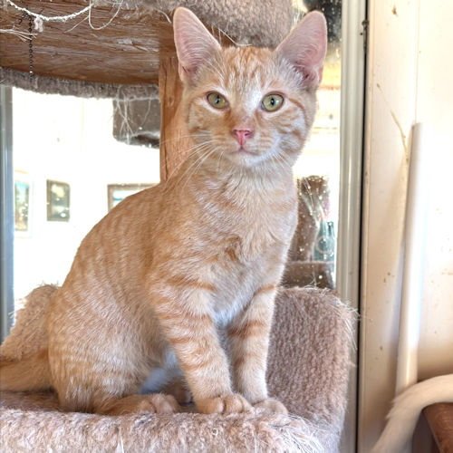 LARRY - Tabby available for adoption