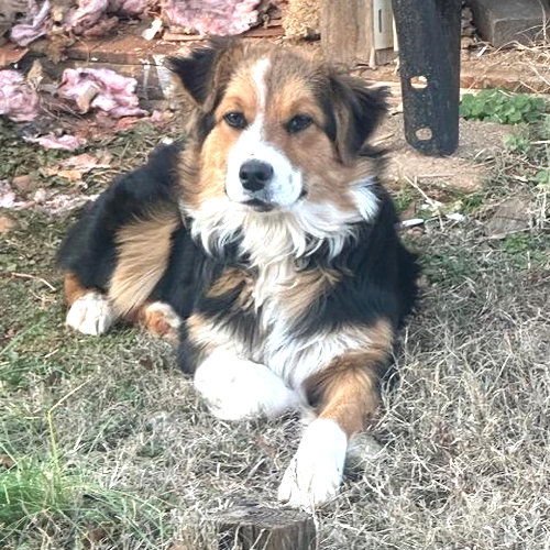 SNOOPY - Border Collie / Australian Shepherd available for adoption