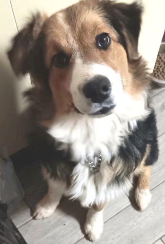 SNOOPY - Border Collie / Australian Shepherd available for adoption