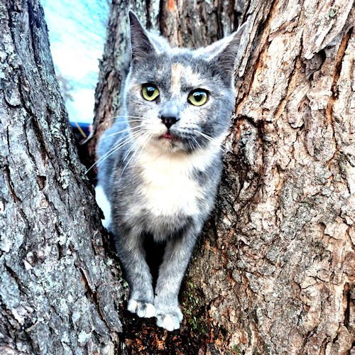 DELILAH - Tortoiseshell available for adoption