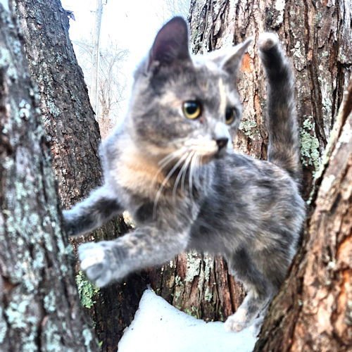 DELILAH - Tortoiseshell available for adoption