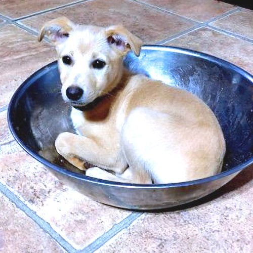 ZEPPELIN - Chihuahua / Pekingese available for adoption