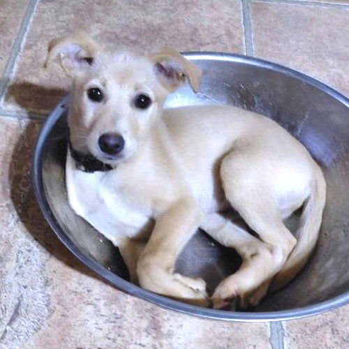 ZEPPELIN - Chihuahua / Pekingese available for adoption