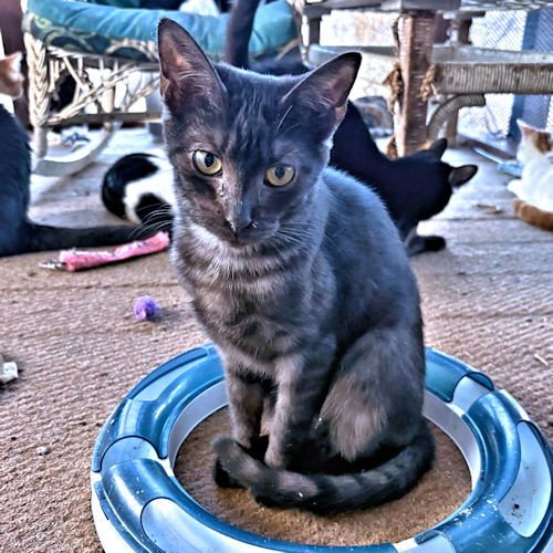 JADE - Domestic Short Hair available for adoption