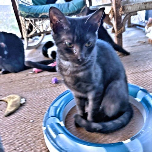 JADE - Domestic Short Hair available for adoption