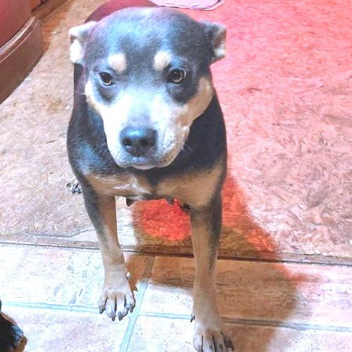 POOCHIE - American Bulldog / Australian Cattle Dog/Blue Heeler available for adoption