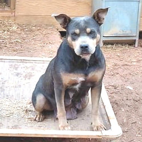 POOCHIE - American Bulldog / Australian Cattle Dog/Blue Heeler available for adoption