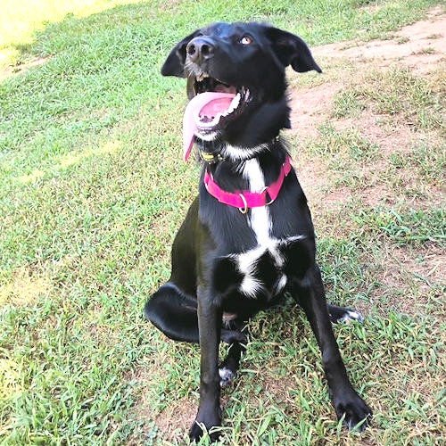DIXIE - Australian Shepherd / Border Collie available for adoption