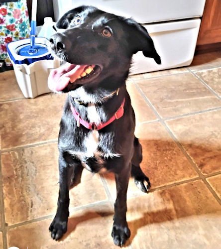 DIXIE - Australian Shepherd / Border Collie available for adoption