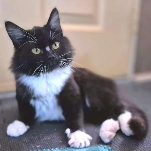 MERRY - Tuxedo / Domestic Long Hair available for adoption