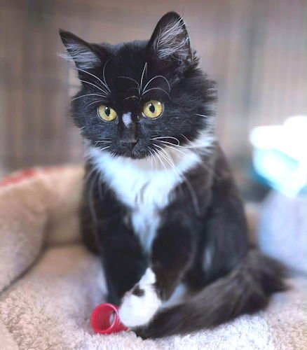 MERRY - Tuxedo / Domestic Long Hair available for adoption