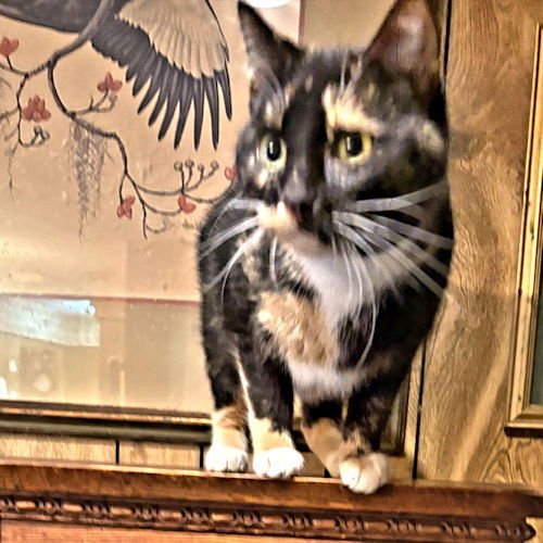 MISHA - Calico available for adoption