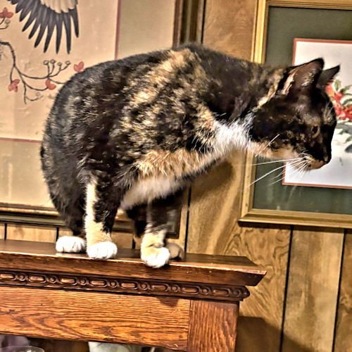 MISHA - Calico available for adoption