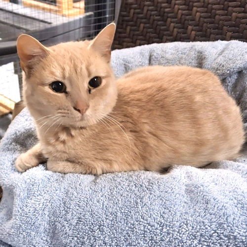 GINGER - Tabby available for adoption