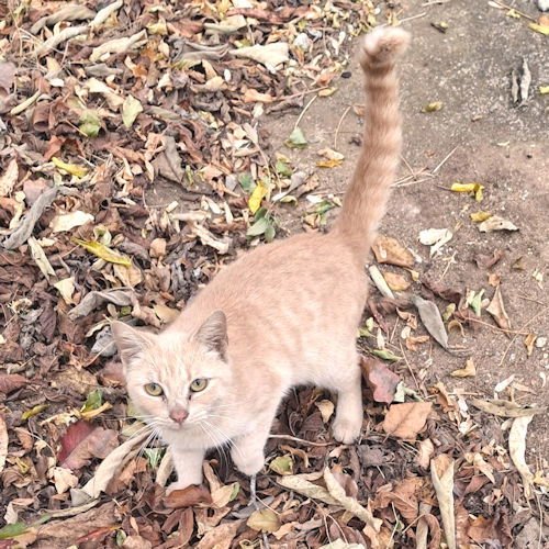 GINGER - Tabby available for adoption