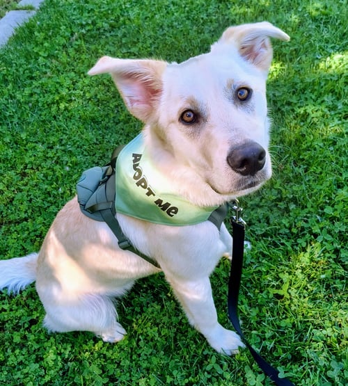 MAC - Labrador Retriever / German Shepherd Dog available for adoption