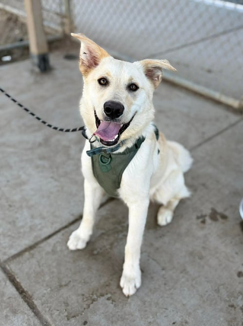 MAC - Labrador Retriever / German Shepherd Dog available for adoption