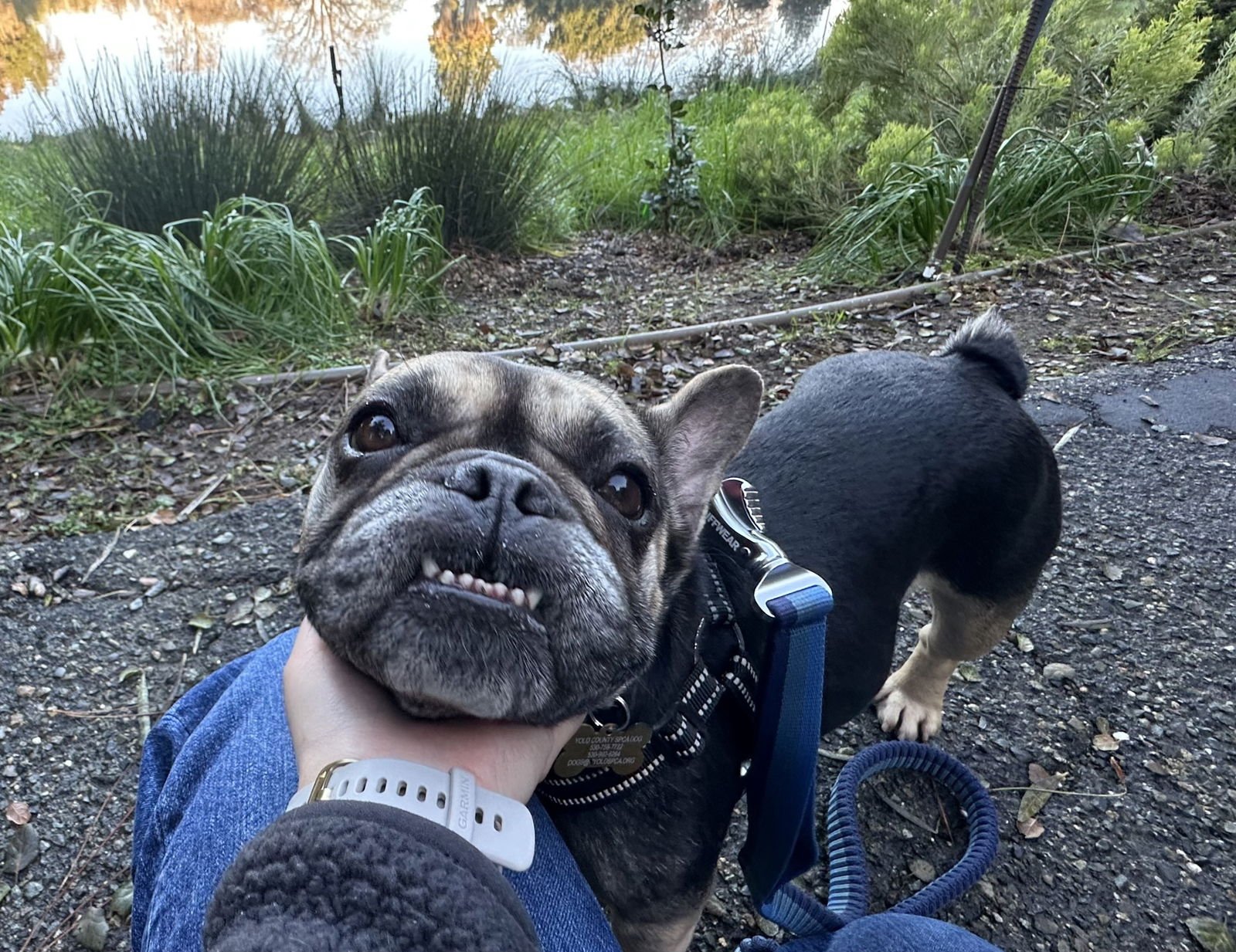 LADY - French Bulldog available for adoption