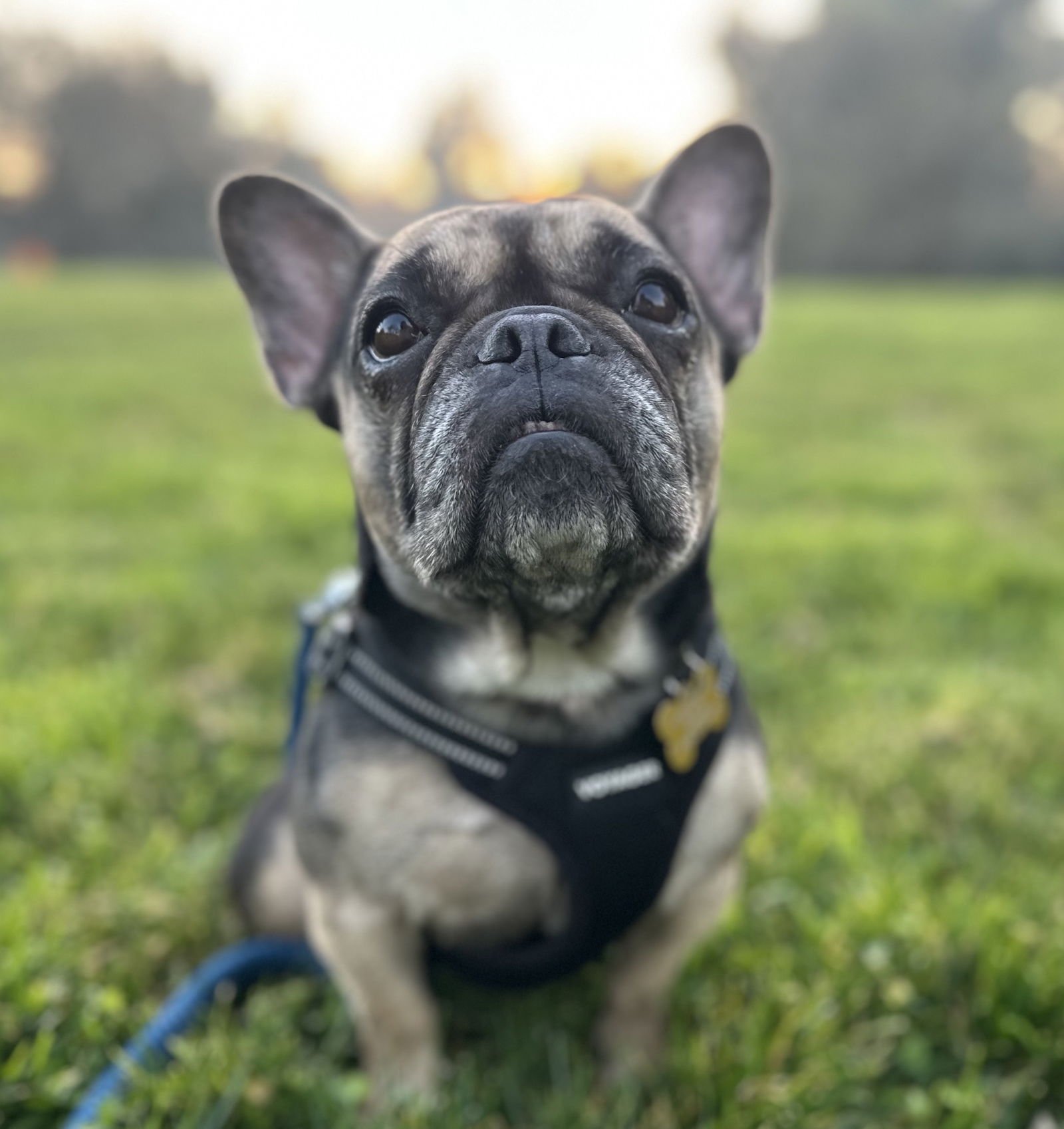 LADY - French Bulldog available for adoption