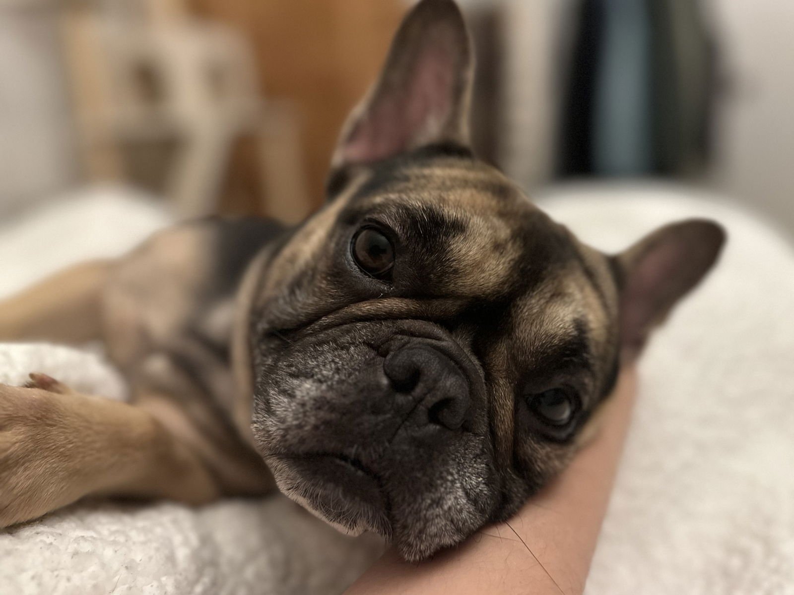 LADY - French Bulldog available for adoption