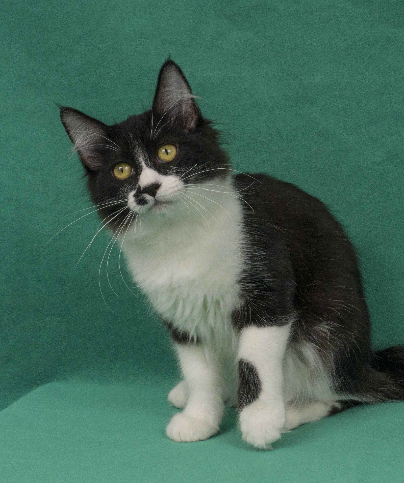 PRATO - Domestic Long Hair available for adoption