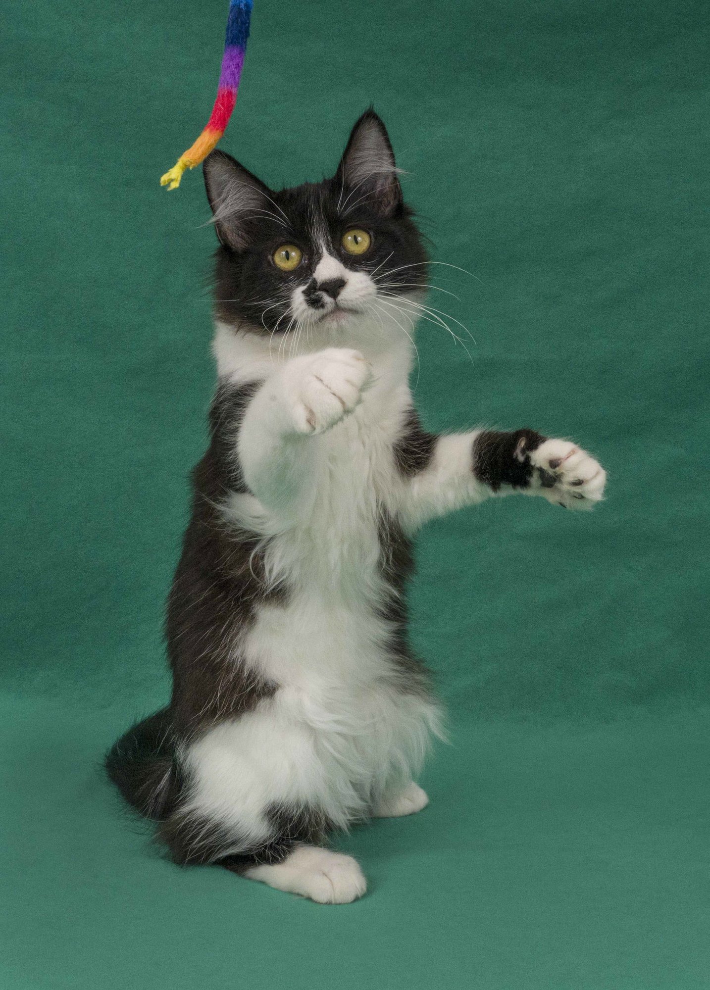 PRATO - Domestic Long Hair available for adoption