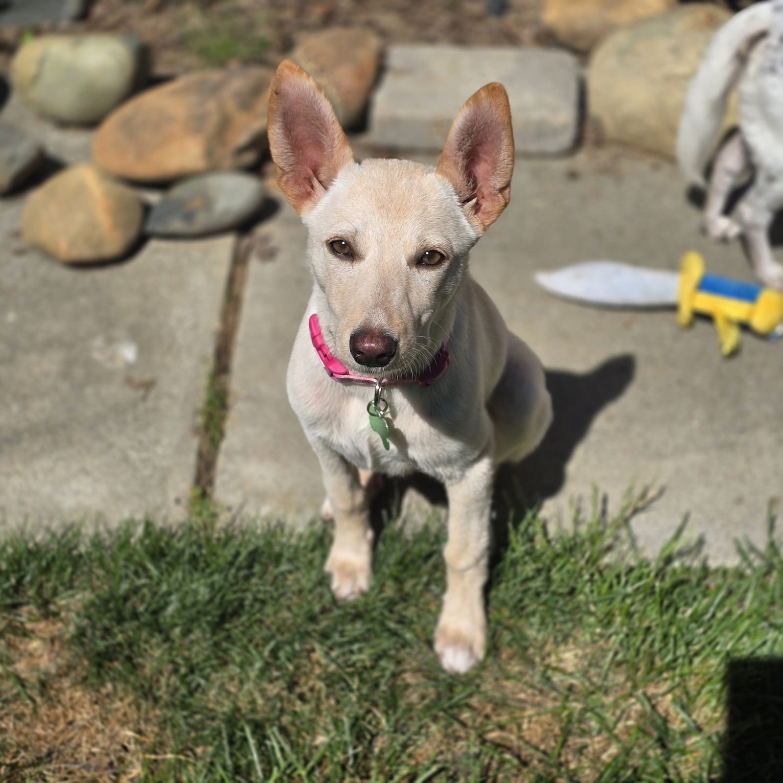 IRELAND - Labrador Retriever / German Shepherd Dog available for adoption