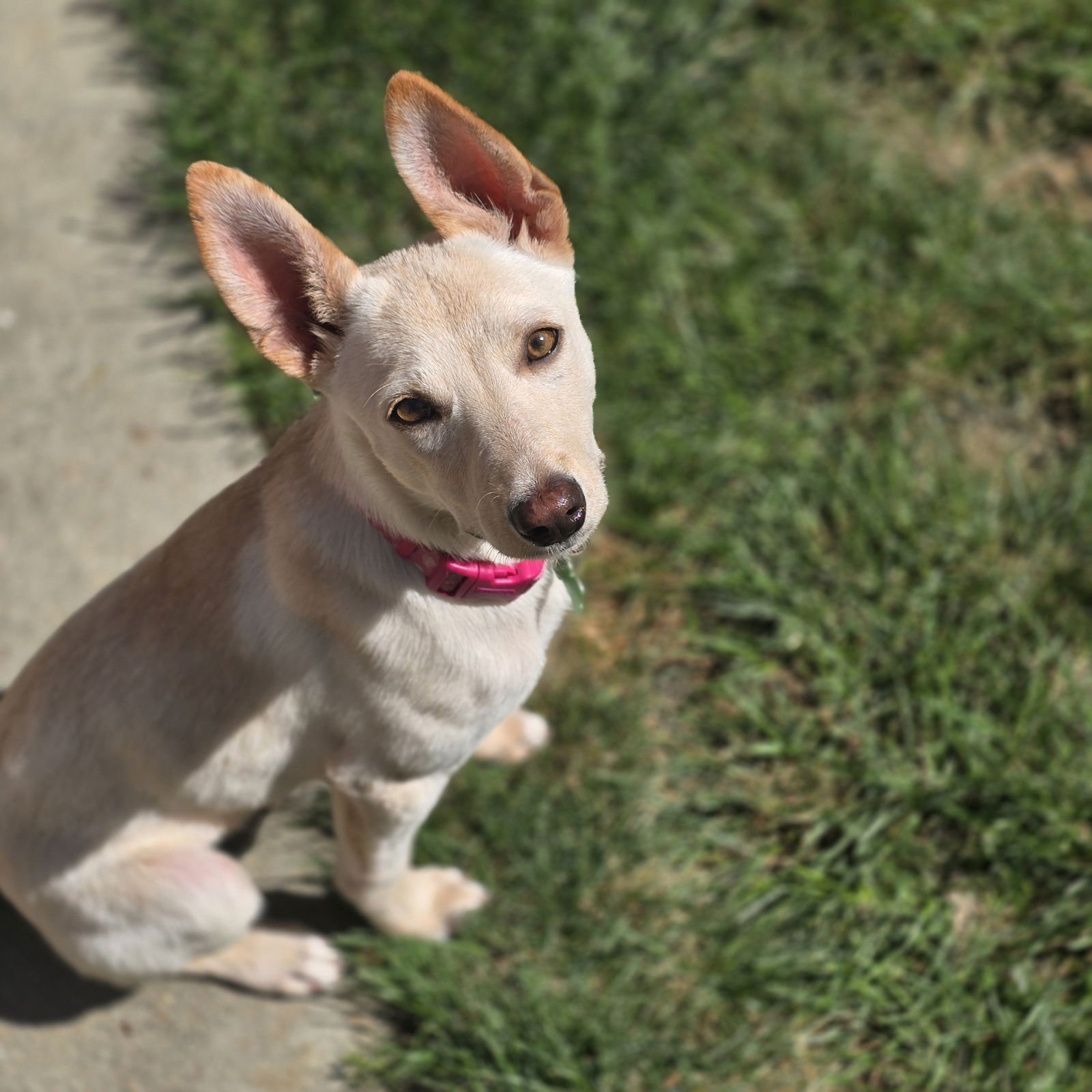 IRELAND - Labrador Retriever / German Shepherd Dog available for adoption