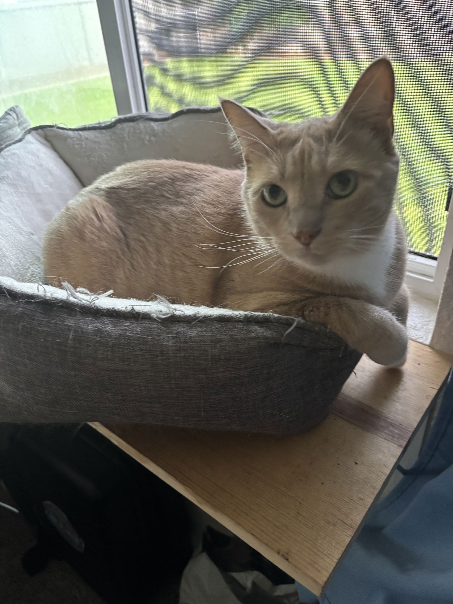 LOKI + FREYA - Domestic Short Hair available for adoption