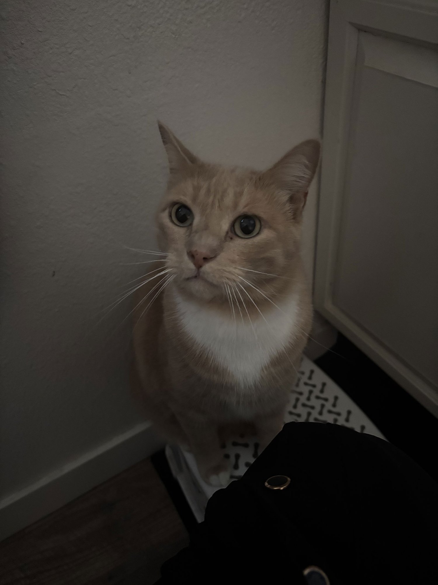 LOKI + FREYA - Domestic Short Hair available for adoption