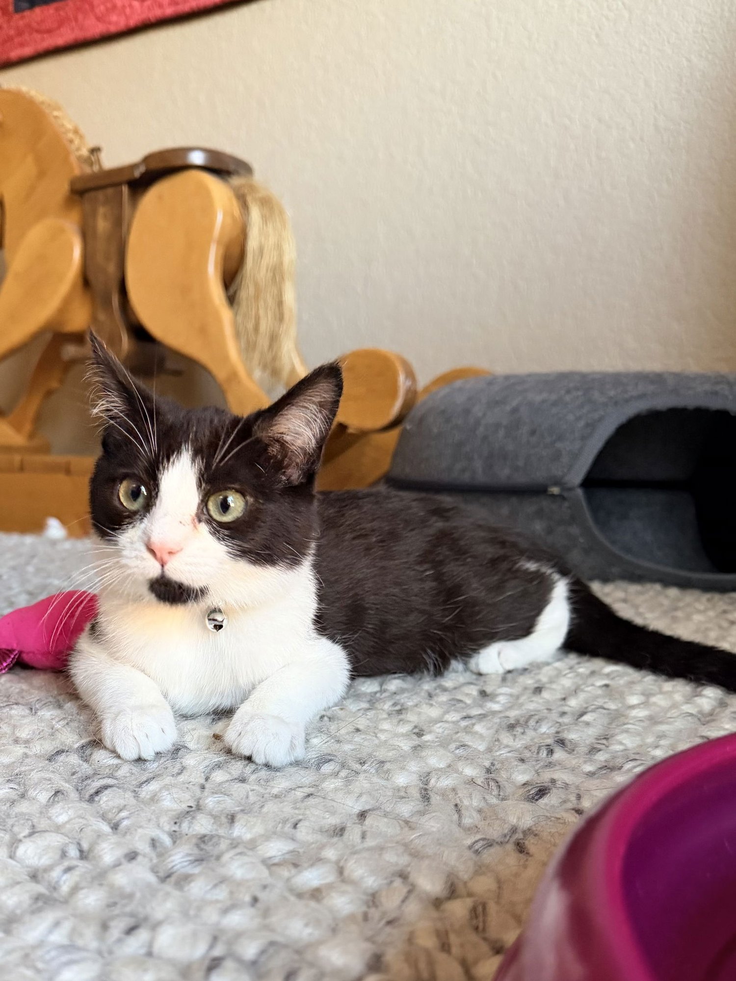 MOCHI - Domestic Short Hair available for adoption