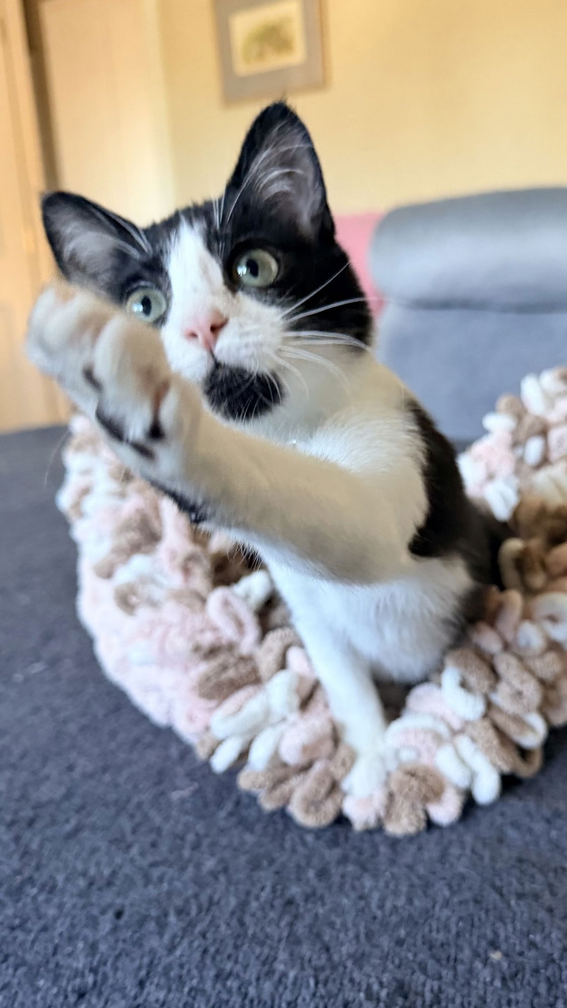 MOCHI - Domestic Short Hair available for adoption