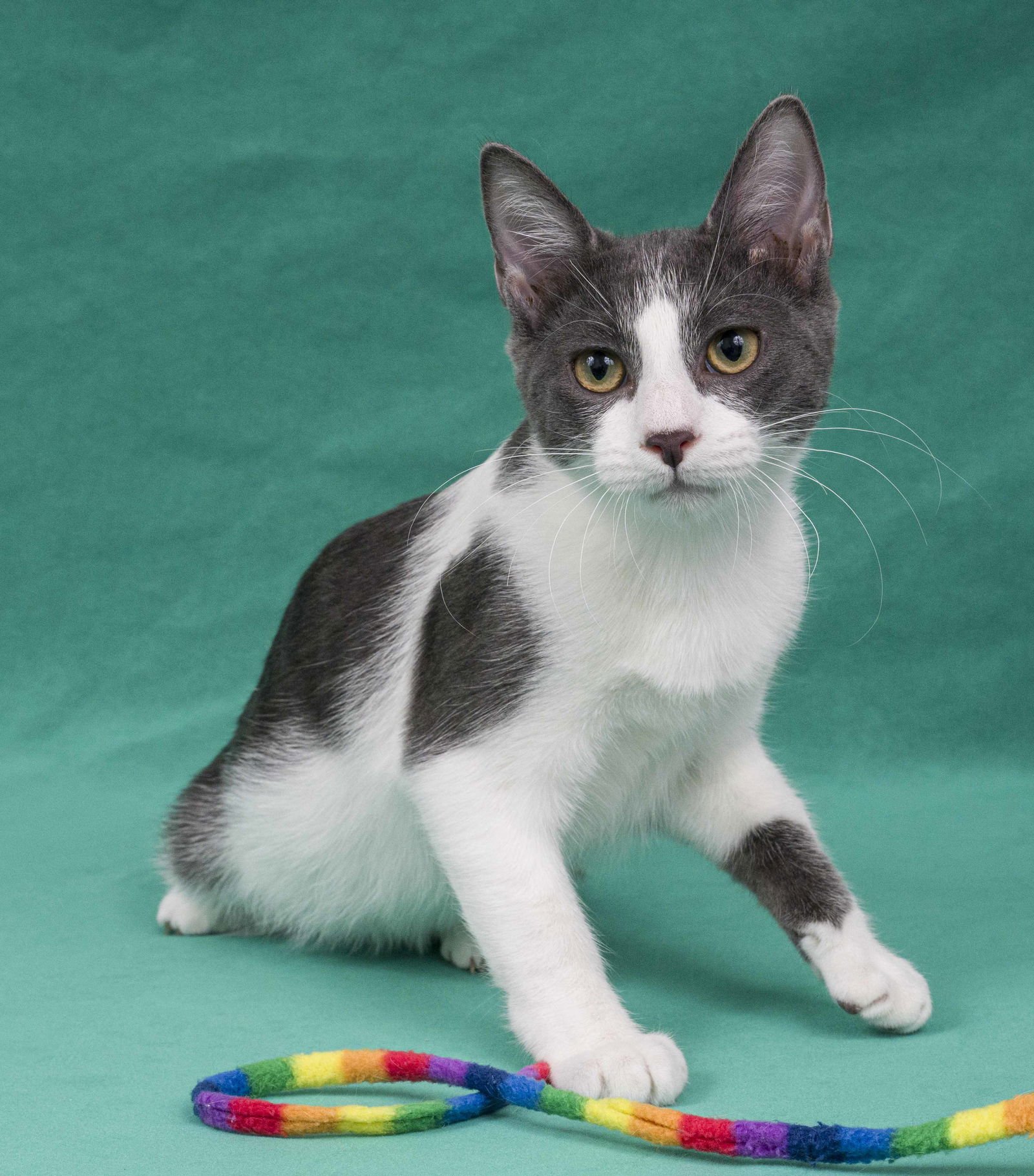 MASSA - Domestic Short Hair available for adoption